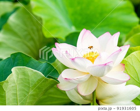 初夏の美しい花　華やかで美しい蓮の花と蜜を集めるかわいいミツバチ 91931605