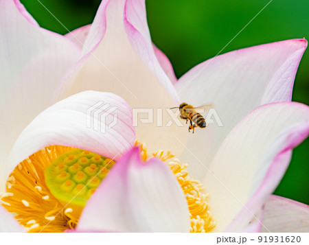 初夏の美しい花　華やかで美しい蓮の花と蜜を集めるかわいいミツバチ 91931620