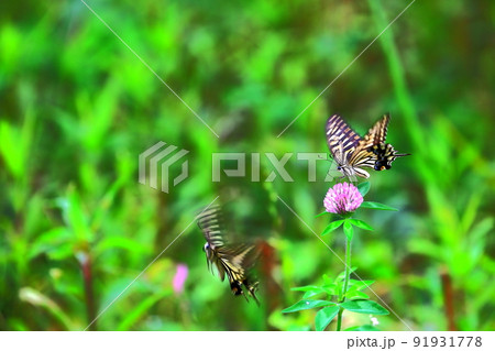 アゲハチョウの乱舞 アゲハチョウの乱舞 91931778
