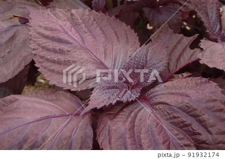 家庭菜園で栽培する赤しそ 91932174