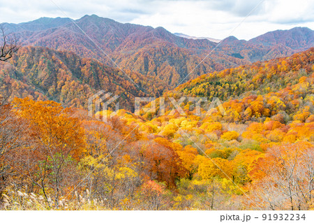 青森県 紅葉の白神山地 青森県 紅葉の白神山地 91932234