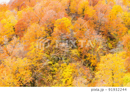 青森県 紅葉の白神山地の写真素材 [91932244] - PIXTA