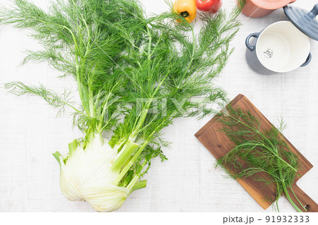 ハーブ ：スパイシーな香りのフェンネル（ウイキョウ） 91932333