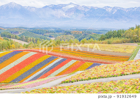 日本絶景) 大雪山と四季彩の丘の秋絶景の写真素材 [91932649] - PIXTA