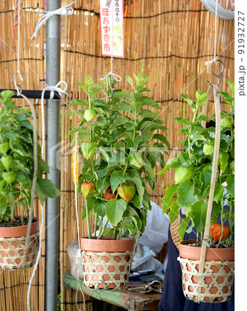 浅草　ほおずき市　東京都 91932727