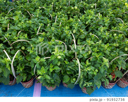 浅草　ほおずき市　東京都 91932736