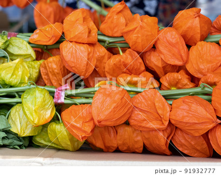 浅草 ほおずき市 東京都 浅草 ほおずき市 東京都 91932777