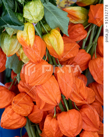 浅草 ほおずき市 東京都 浅草 ほおずき市 東京都 91932778