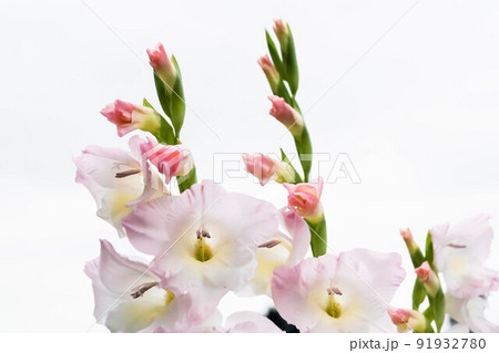 淡いピンクのグラジオラスの花　アップ 91932780