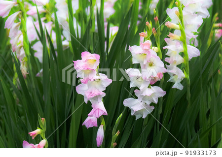 淡いピンクのグラジオラスの花 91933173