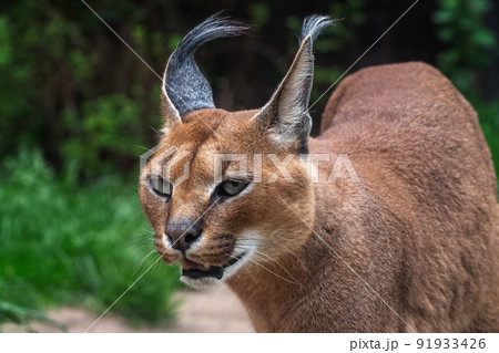 Portrait desert cats Caracal (Caracal caracal) or African lynx with long tufted ears Portrait desert cats Caracal (Caracal caracal) or African lynx with long tufted ears 91933426