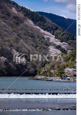 春の京都嵐山 春の京都嵐山 91933851