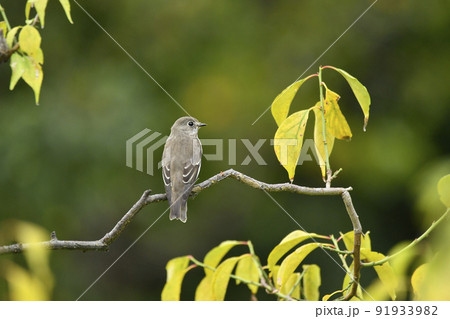 エゾビタキ エゾビタキ 91933982