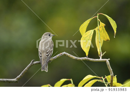 エゾビタキの背中側 エゾビタキの背中側 91933983