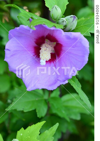 大輪の花 ムクゲ(木槿) 大輪の花 ムクゲ(木槿) 91934000