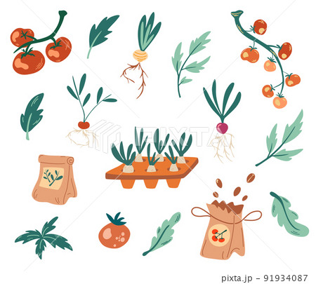 Set of Seedlings. Seeds, fertilizers, seedlings, tomatoes, root crops. Growing plants in containers. Gardening, spring seedlings, growing vegetables. Hand draw Vector illustration. Set of Seedlings. Seeds, fertilizers, seedlings, tomatoes, root crops. Growing plants in containers. Gardening, spring seedlings, growing vegetables. Hand draw Vector illustration. 91934087