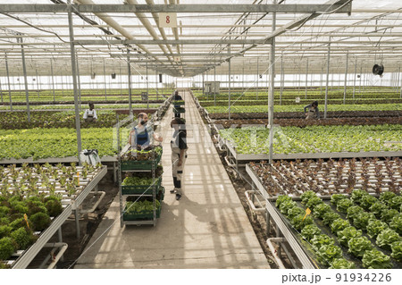 Diverse people working in greenhouse gathering green vegetables pushing crates with salad and microgreens. Agricultural workers growing organic food in hydroponic enviroment. Diverse people working in greenhouse gathering green vegetables pushing crates with salad and microgreens. Agricultural workers growing organic food in hydroponic enviroment. 91934226