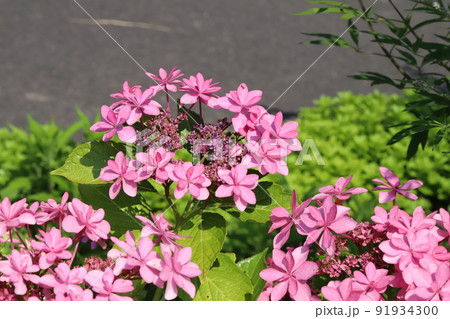 初夏の日本の公園に咲くピンク色の八重咲きのガクアジサイの花 初夏の日本の公園に咲くピンク色の八重咲きのガクアジサイの花 91934300