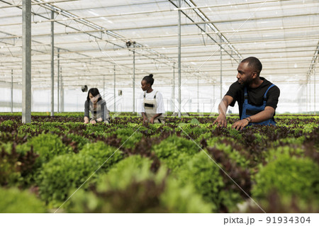 Diverse group of professional farmers checking plants development in hydroponic enviroment in organic farm. Greenhouse workers working hard doing quality inspection of green vegetables crop. 91934304