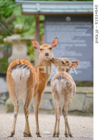 奈良公園の可愛い鹿の親子 91934640