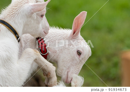 可愛いヤギ 可愛いヤギ 91934673
