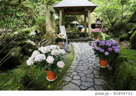 岡寺 奈良県 岡寺 奈良県 91934731