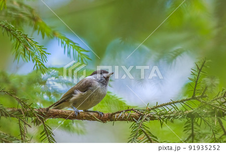 A marsh tit - Poecile palustris, background with a bird 91935252