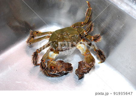 ステンレス流し台の中のモクズガニ ステンレス流し台の中のモクズガニ 91935647