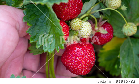 Juicy, fresh red ripe strawberries. A man picks berries in summer in July. 91935732