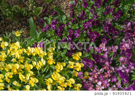 庭に咲いた紫、黄色のパンジー 庭に咲いた紫、黄色のパンジー 91935921