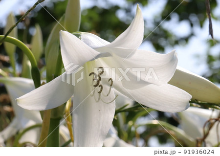 初夏の日本の公園に咲く白いクリナムの花 初夏の日本の公園に咲く白いクリナムの花 91936024