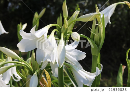 初夏の日本の公園に咲く白いクリナムの花 初夏の日本の公園に咲く白いクリナムの花 91936028