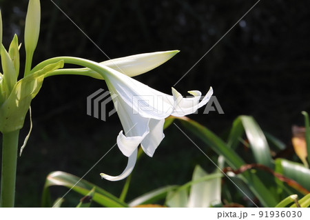 初夏の日本の公園に咲く白いクリナムの花 初夏の日本の公園に咲く白いクリナムの花 91936030