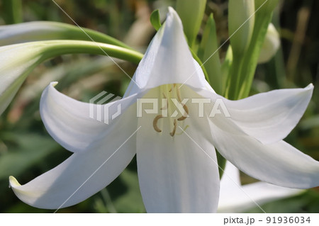 初夏の日本の公園に咲く白いクリナムの花 初夏の日本の公園に咲く白いクリナムの花 91936034