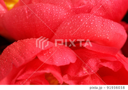 Close up of smooth coral red petals of peony flowers in soft focus. Blooming pink peony with many small water drops in macro. Textured backdrop with copy space for your design 91936038