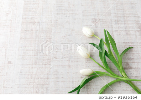 花 ： 白いチューリップのフラットイメージ 91936164