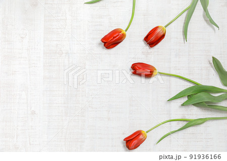 花 ： 赤いチューリップのフラットイメージ 91936166