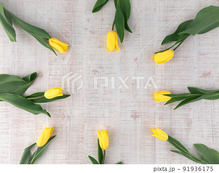 花 : 黄色のチューリップのフラットイメージ 花 : 黄色のチューリップのフラットイメージ 91936175