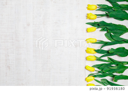 花 : 黄色のチューリップのフラットイメージ 花 : 黄色のチューリップのフラットイメージ 91936180