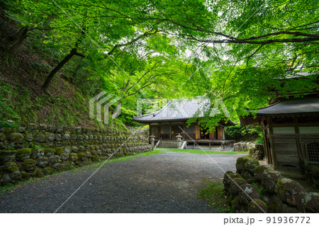 京都　愛宕念仏寺（おたぎねんぶつじ）の千二百羅漢　新緑 91936772