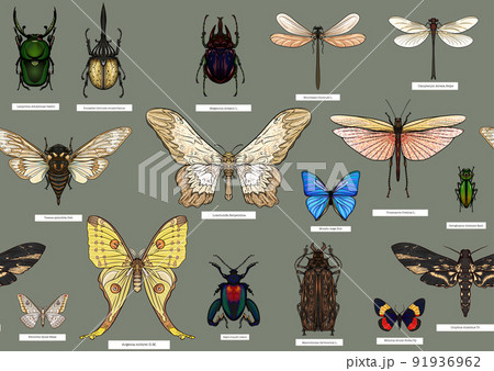 Set of insects: beetles, butterflies, moths, dragonflies. Set of insects: beetles, butterflies, moths, dragonflies. 91936962