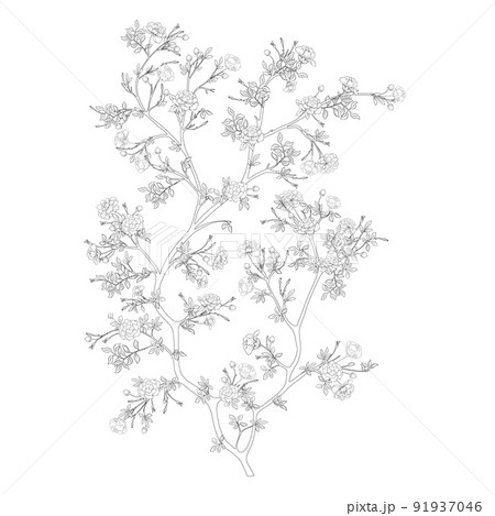 Camellia blossom tree Clip art, element for design 91937046