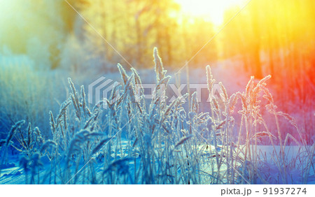 Winter scene Winter scene 91937274