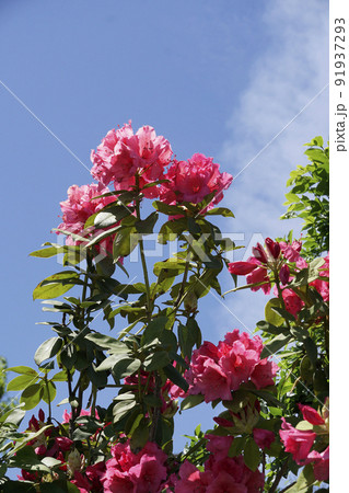 春の日の青空に映える赤いシャクナゲの花 春の日の青空に映える赤いシャクナゲの花 91937293