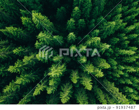 Aerial view of green summer forest with spruce and pine trees in Finland. 91937487