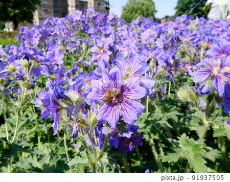 デンマーク　コペンハーゲン　ローゼンボー城　ゼラニウム属とハチ 91937505