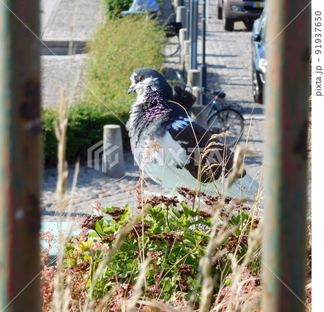 デンマーク コペンハーゲン 街中の鳩 デンマーク コペンハーゲン 街中の鳩 91937650