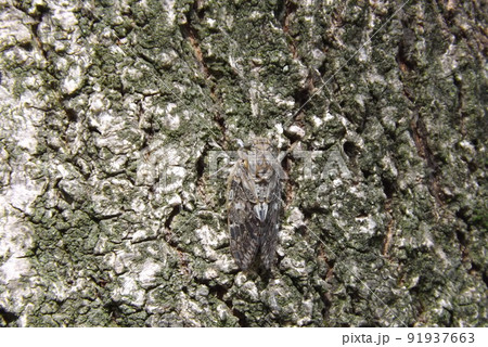 木に止まるニイニイゼミ 木に止まるニイニイゼミ 91937663