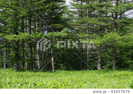 信州　松本　美ヶ原高原のカラマツ林の光景　標高2000mの植栽 91937679
