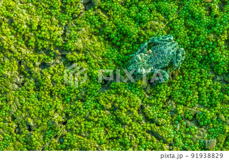 European green toad - Bufotes viridis hiding on a Volvox colony 91938829